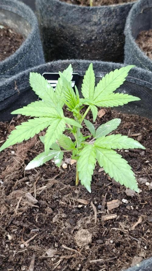 Strawberry Gorilla Rf3 Auto. Week 4