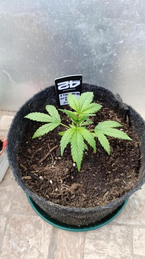 Strawberry Gorilla Rf3 Auto. Week 4