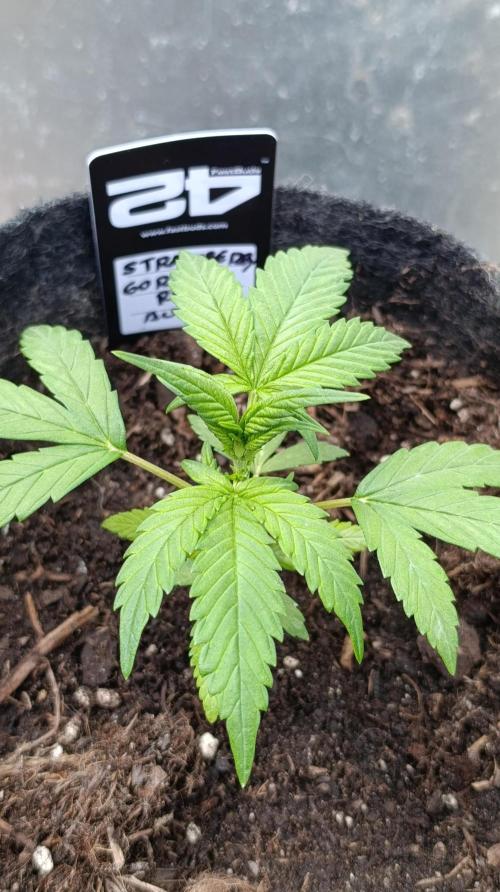 Strawberry Gorilla Rf3 Auto. Week 4
