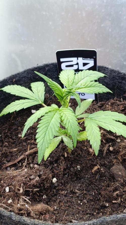 Strawberry Gorilla Rf3 Auto. Week 4