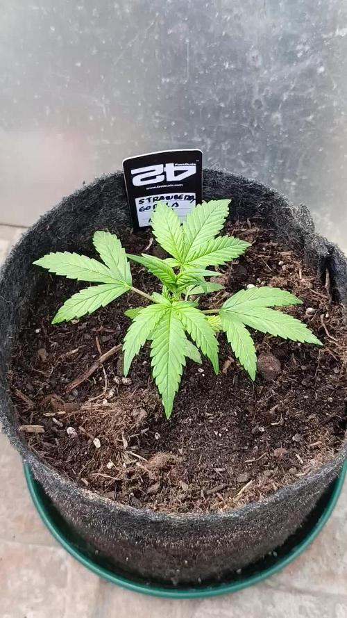 Strawberry Gorilla Rf3 Auto