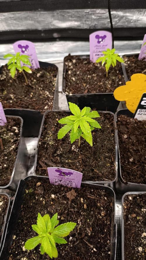 Z42 Limited Edition. Week 4
