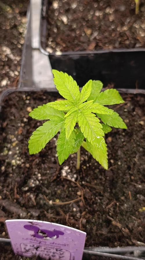 Z42 Limited Edition. Week 4