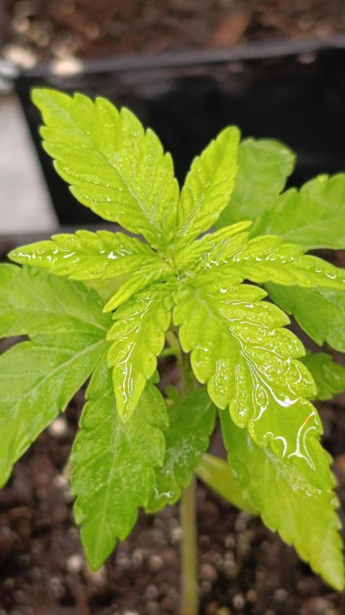 Z42 Limited Edition. Week 4