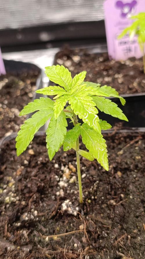 Z42 Limited Edition. Week 4