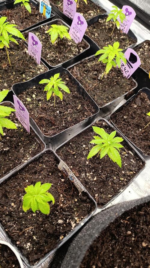 Super Lemon Cherry. Week 4