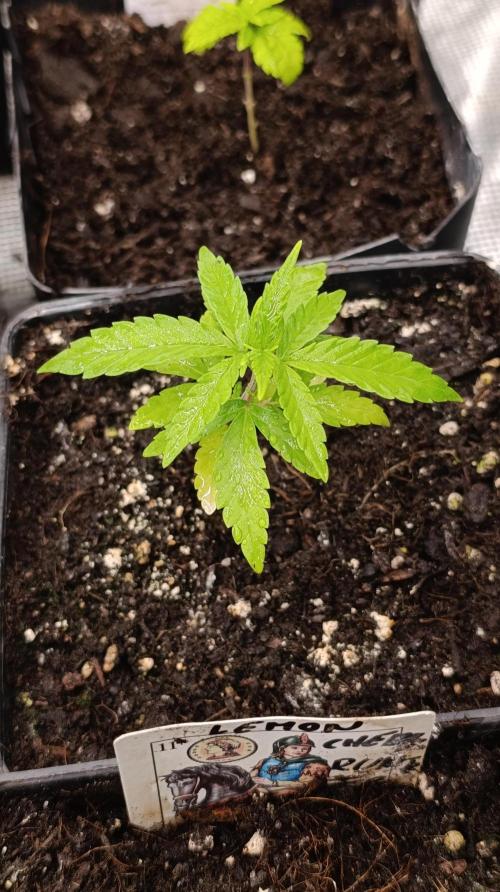 Super Lemon Cherry. Week 4