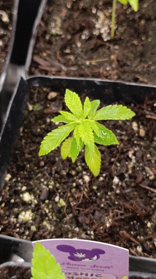 Super Lemon Cherry. Week 4