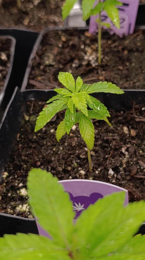 Super Lemon Cherry. Week 4