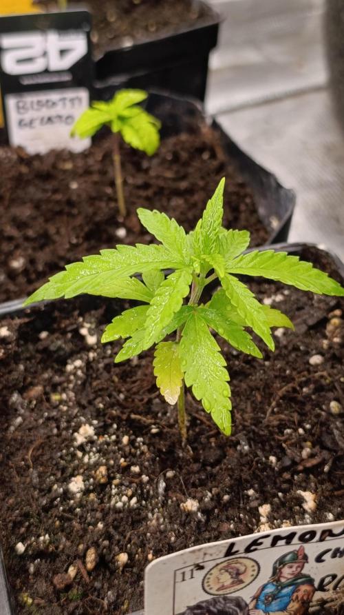 Super Lemon Cherry. Week 4