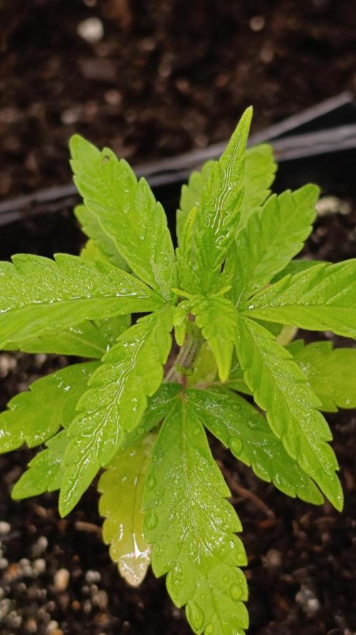 Super Lemon Cherry. Week 4