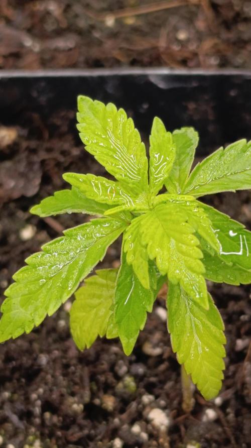 Super Lemon Cherry. Week 4
