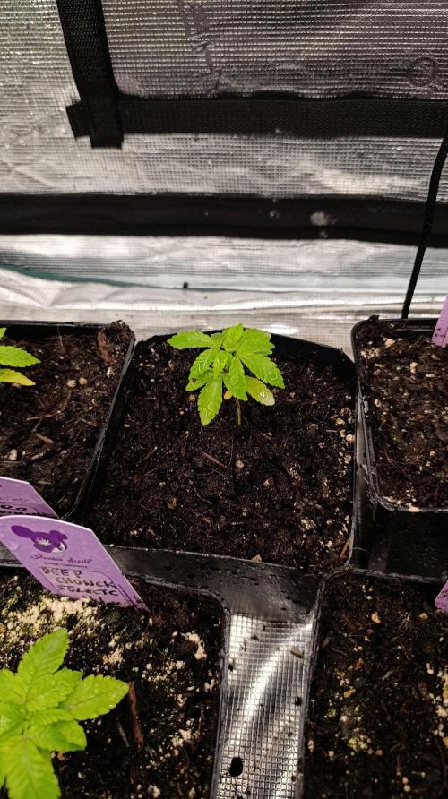 Triple Mints XXL. Week 4