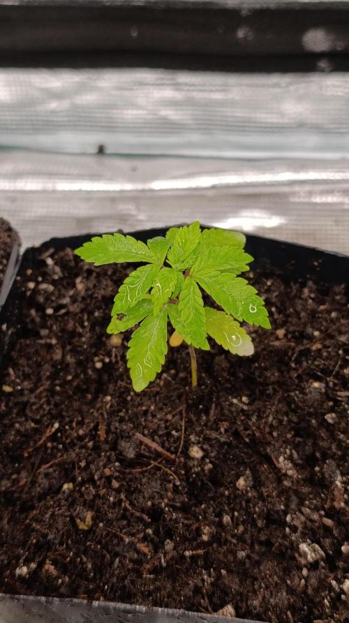 Triple Mints XXL. Week 4