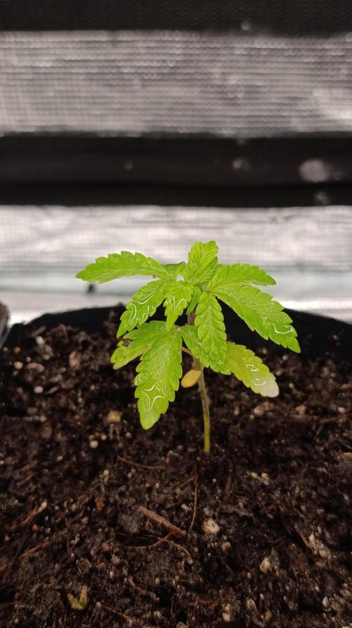 Triple Mints XXL. Week 4