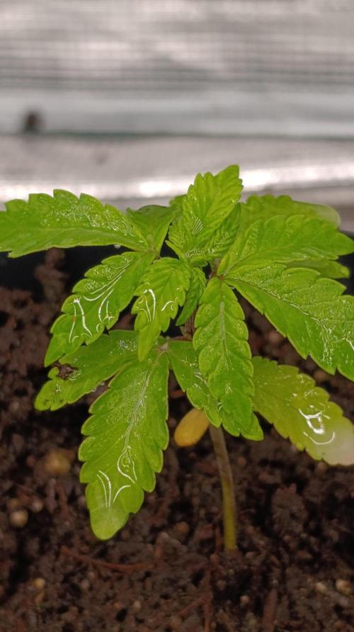 Triple Mints XXL. Week 4