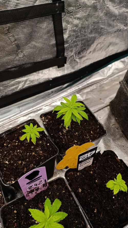 Gelonade. Week 4
