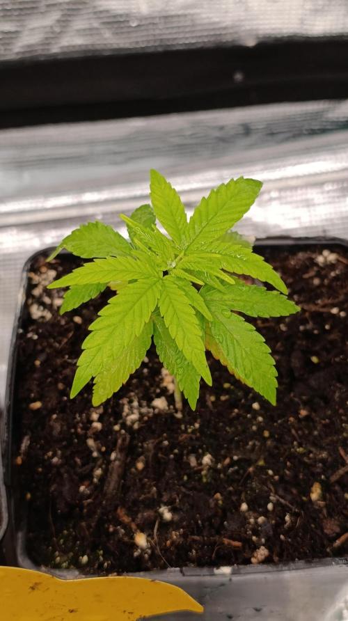 Gelonade. Week 4