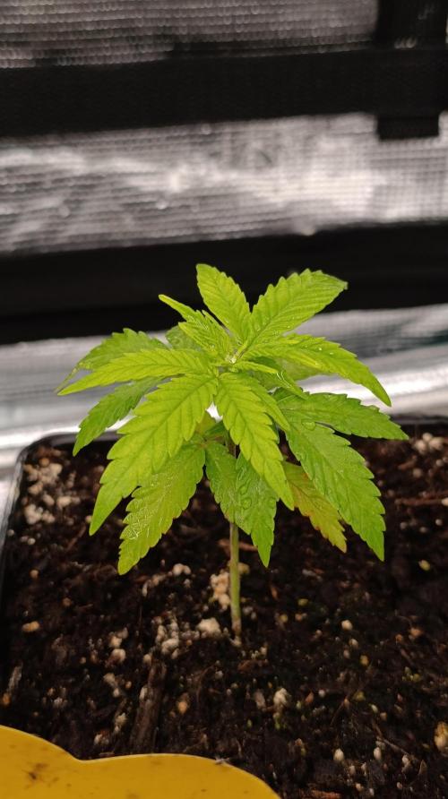 Gelonade. Week 4