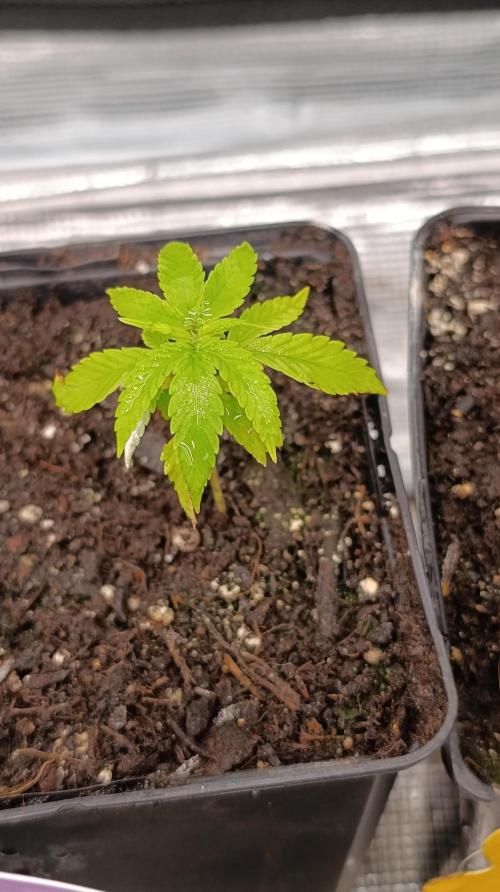 Gelonade. Week 4