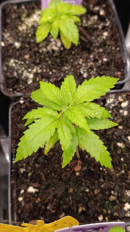 Pink Guava F1 FV. Week 4