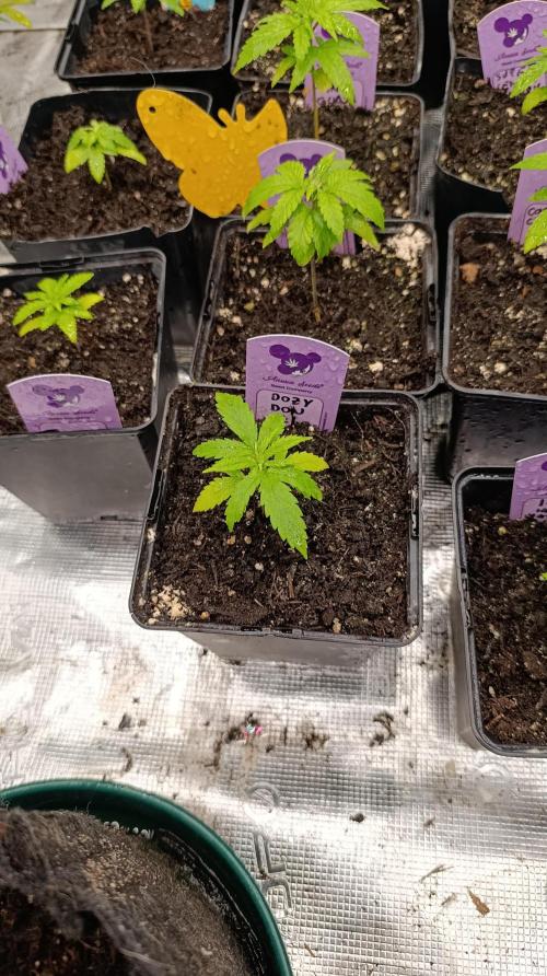 Dozy Don. Week 4