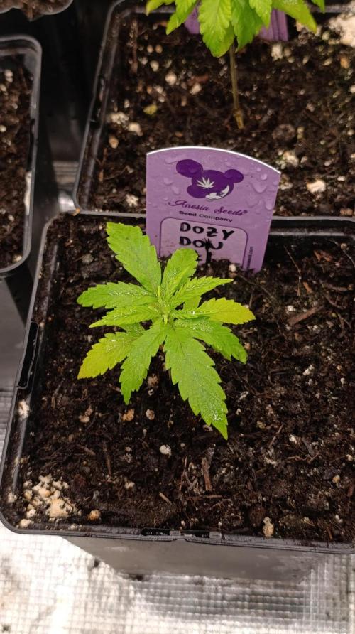 Dozy Don. Week 4