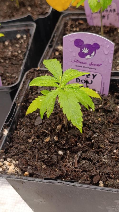 Dozy Don. Week 4