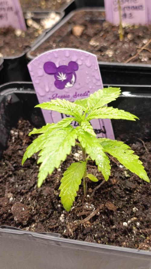 Iced Lemon Watermelon. Week 4