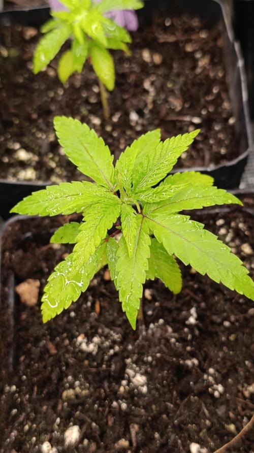 Cosmic Cheddar F1. Week 4