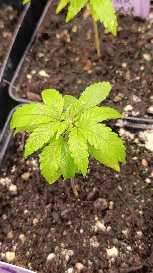 Cosmic Cheddar F1. Week 4