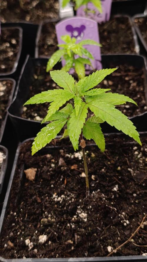 Cosmic Cheddar F1. Week 4