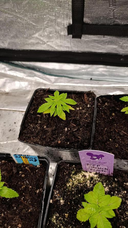 Astro Lemonade F1. Week 4