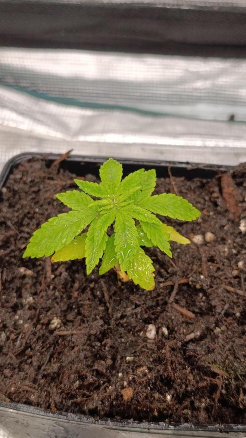 Astro Lemonade F1. Week 4
