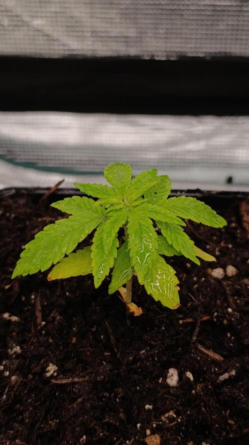 Astro Lemonade F1. Week 4