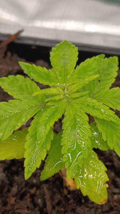 Astro Lemonade F1. Week 4