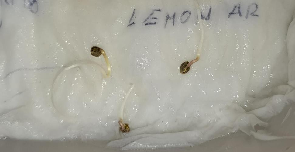 Lemon Parmesan. Week 0
