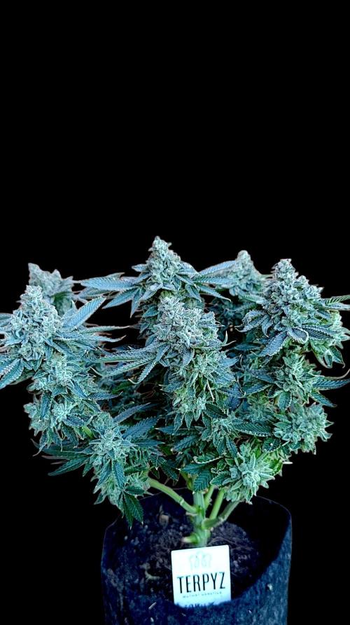 GokuZ OG Test & Marshydro. Week 17