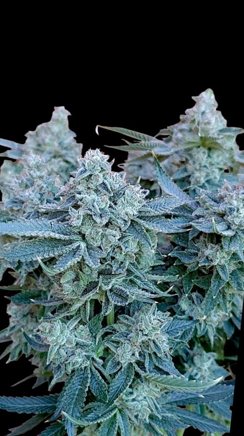 GokuZ OG Test & Marshydro. Week 17