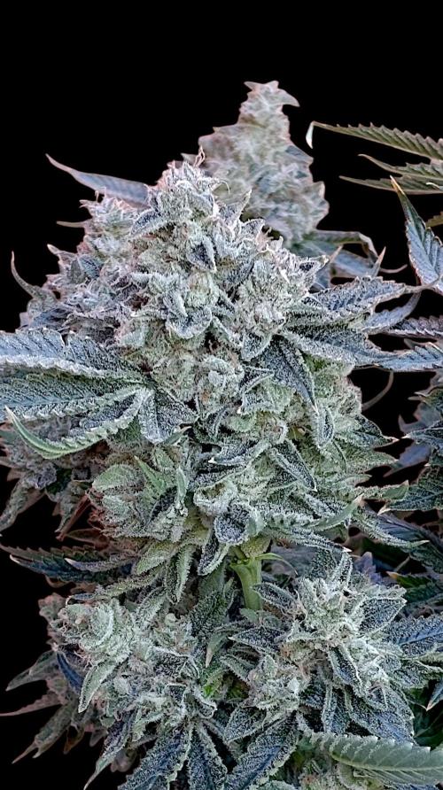 GokuZ OG Test & Marshydro. Week 17