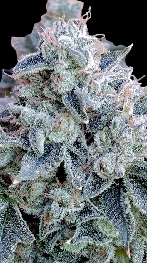GokuZ OG Test & Marshydro. Week 17