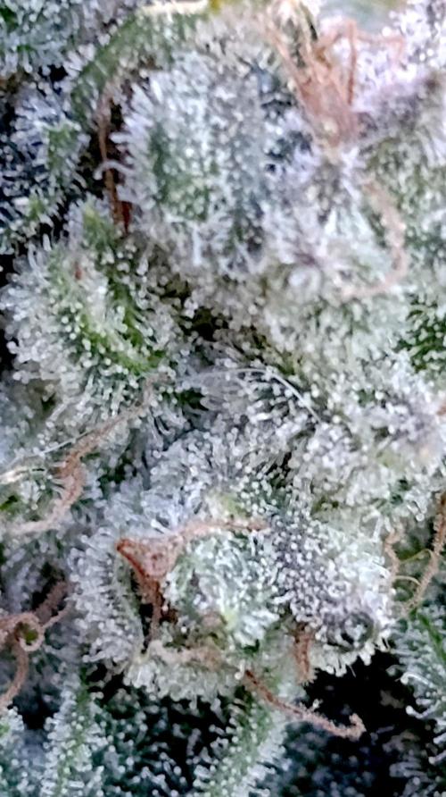 GokuZ OG Test & Marshydro. Week 17