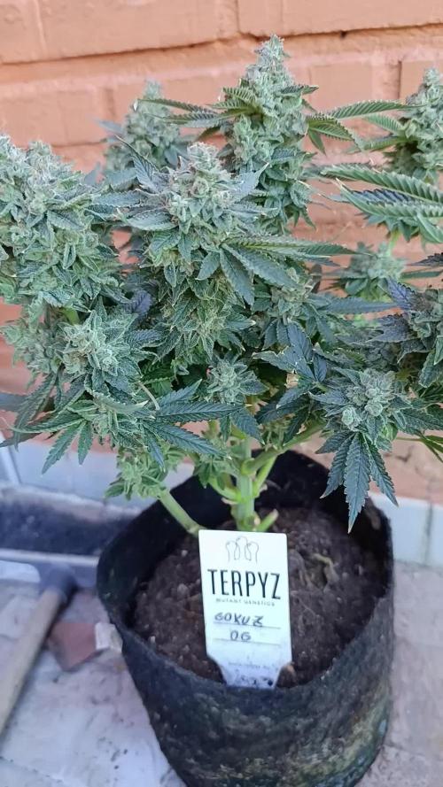 GokuZ OG Test & Marshydro
