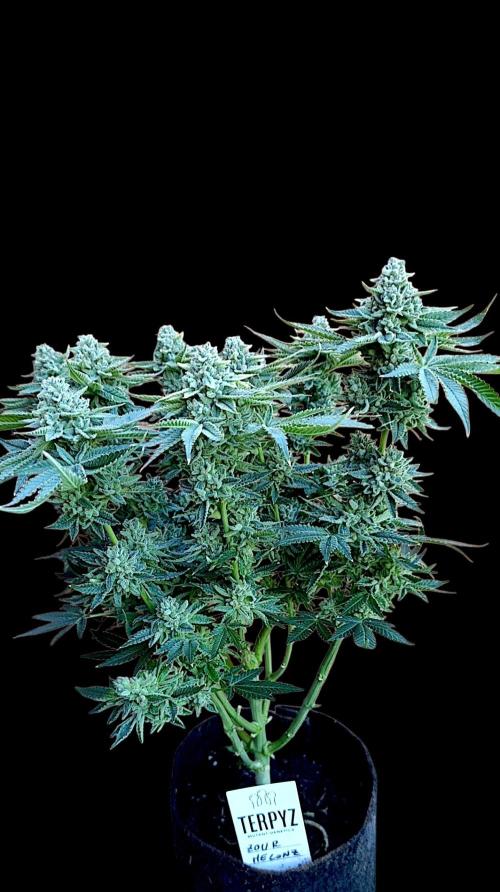 Zour MelonZ Test & Xpertnutrients. Week 17