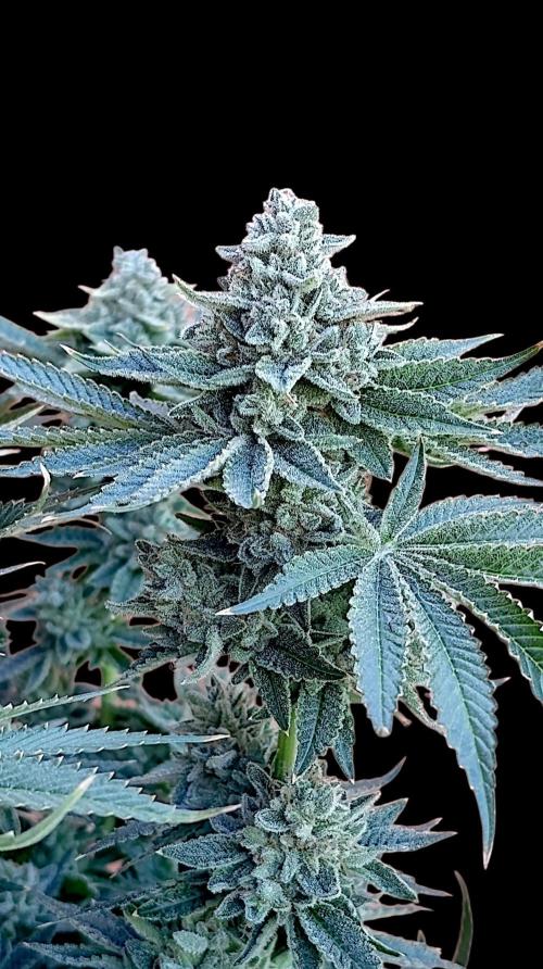 Zour MelonZ Test & Xpertnutrients. Week 17