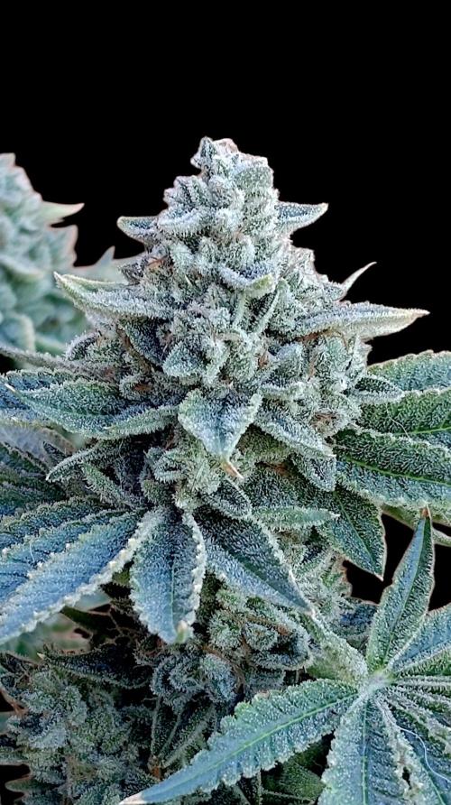 Zour MelonZ Test & Xpertnutrients. Week 17