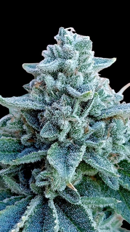 Zour MelonZ Test & Xpertnutrients. Week 17