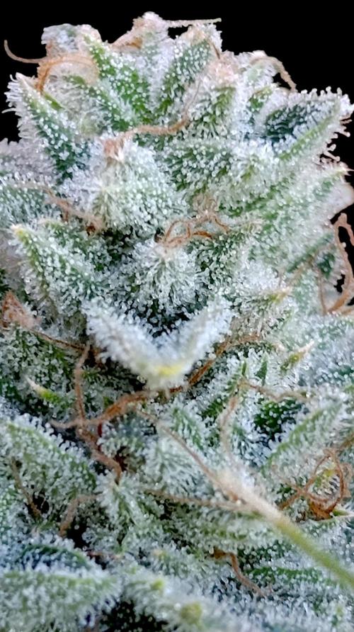 Zour MelonZ Test & Xpertnutrients. Week 17
