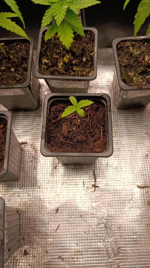 Gello Z & Xpertnutrients. Week 1