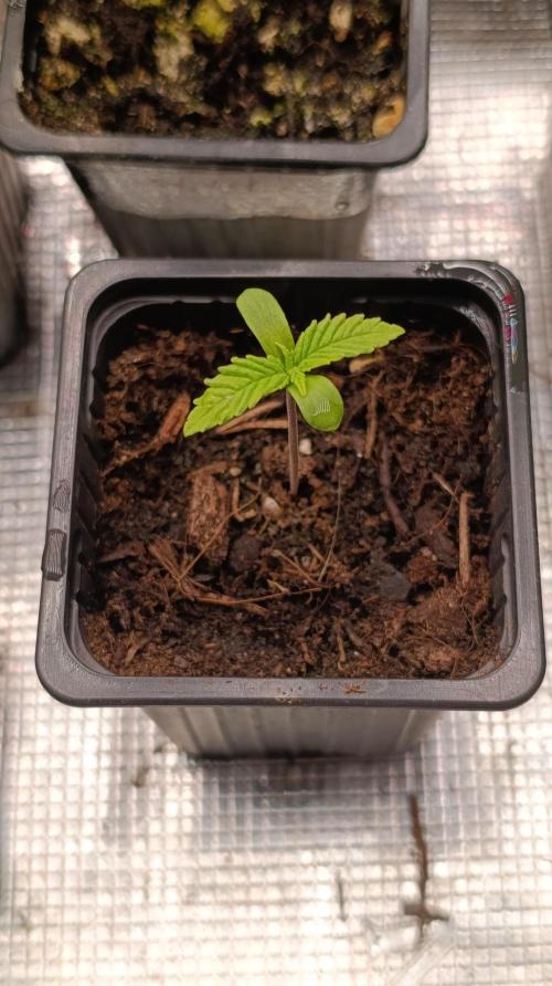 Gello Z & Xpertnutrients. Week 1